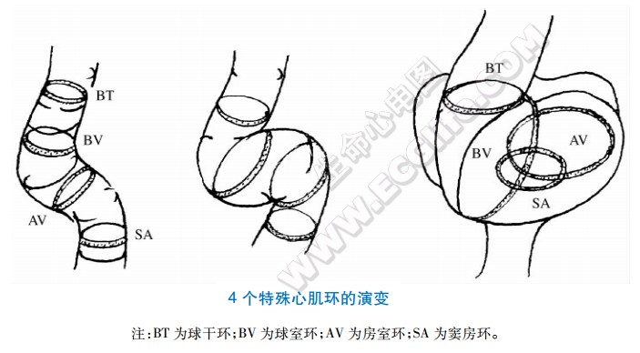 4个特殊心肌环的演变