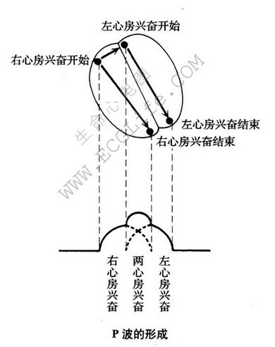 心电图P波的形成