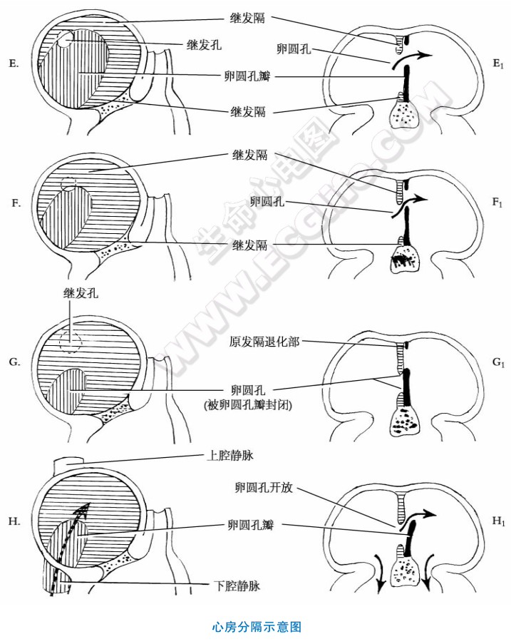 心脏生长过程中原始心房的分隔过程2