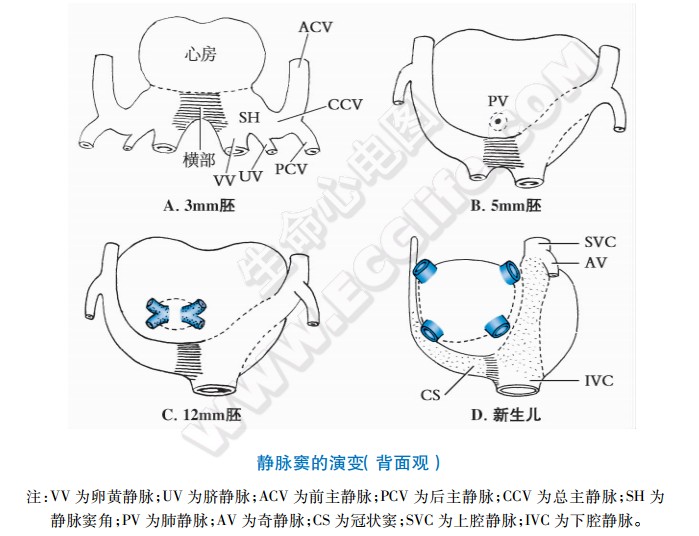 心脏发生：静脉窦的演变