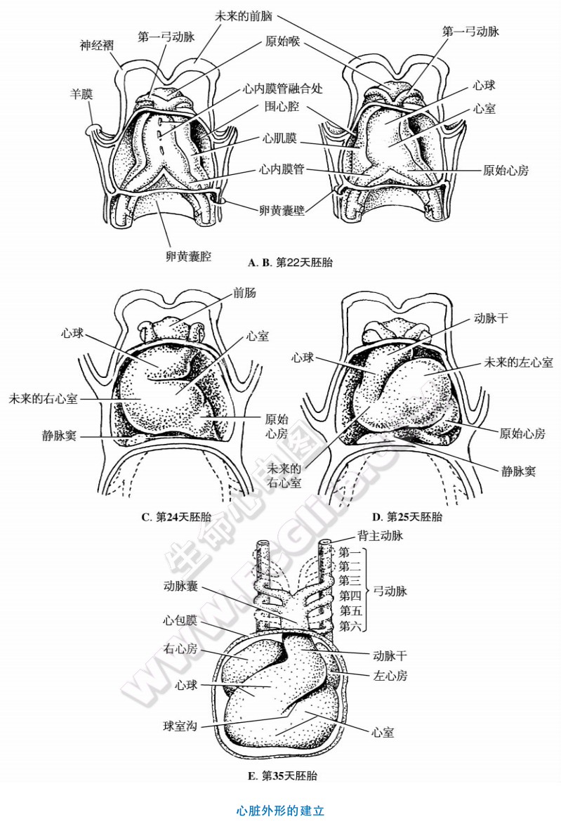 心脏生长过程中的心脏外形建立