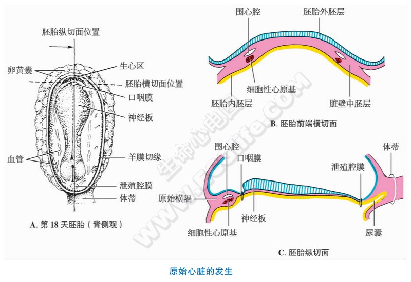 原始心脏的发生