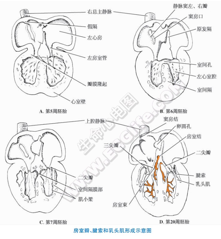 心脏心纤维支架的发生和心瓣膜的形成过程2