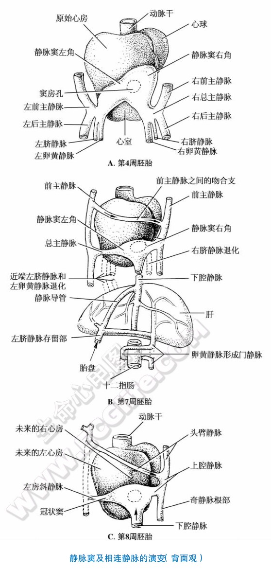 静脉窦及相连静脉的演变（背面观）