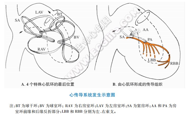 心传导系统发生示意图