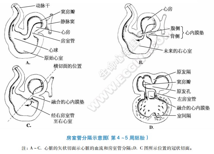 心脏发育过程中房室管的分隔生长