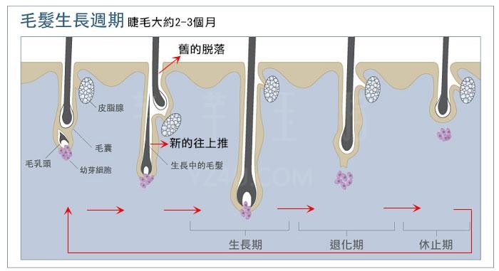 毛发生长周期过程