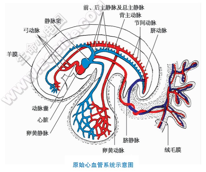 心脏原始心血管系统示意图