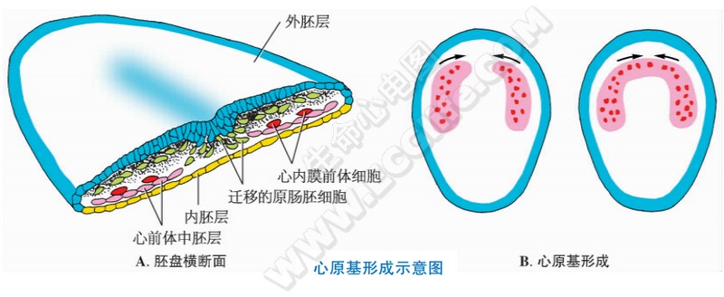 心原基的形成示意图