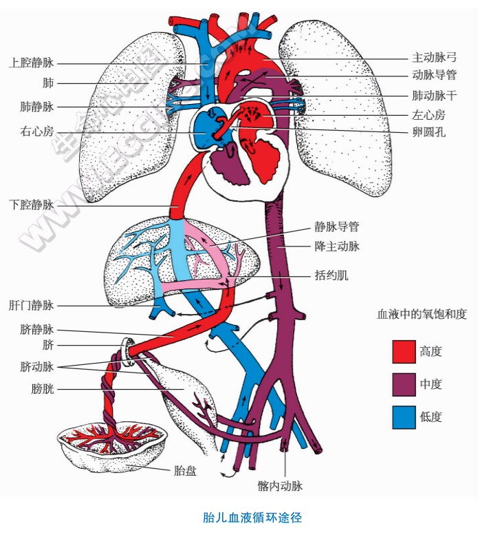 胎儿血液循环模式图片