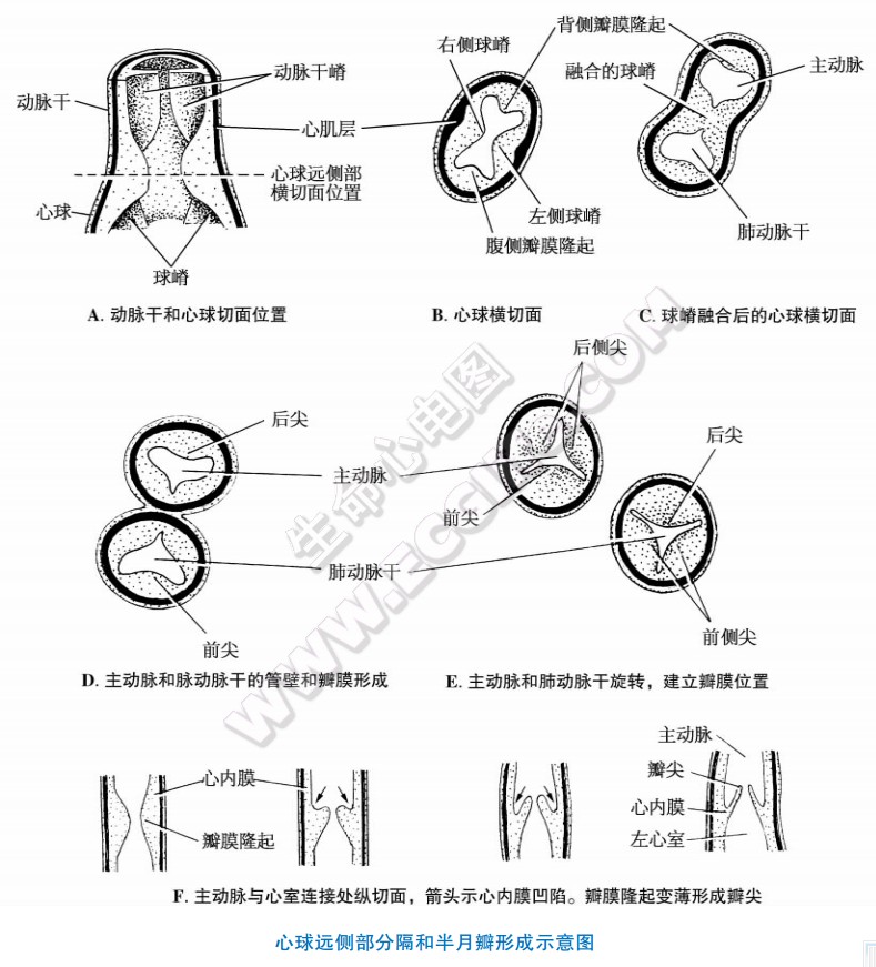 心脏心纤维支架的发生和心瓣膜的形成过程