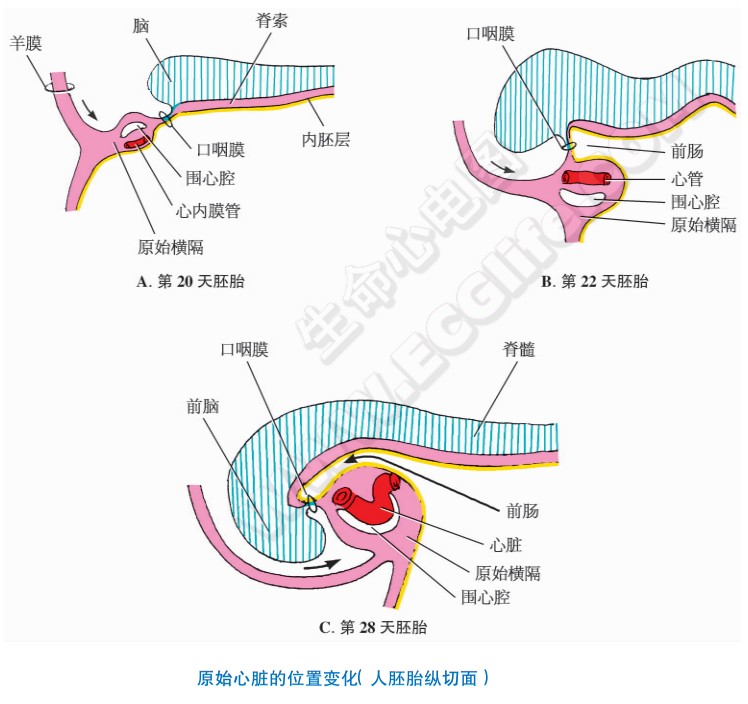原始心脏的位置变化（人胚胎纵切面）