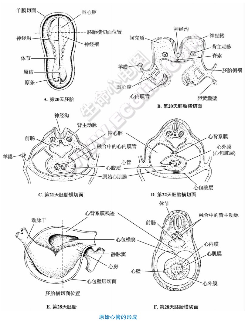 原始心管的形成