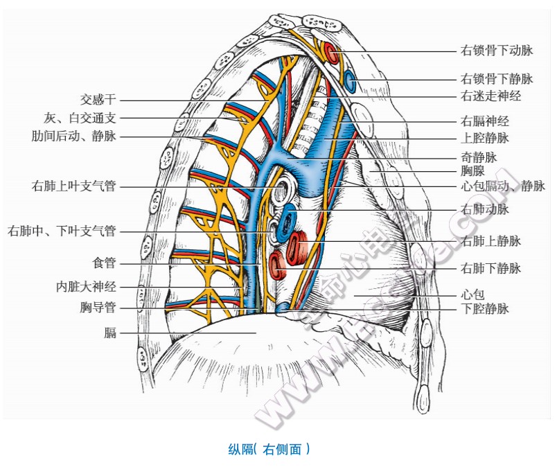 纵隔右侧面