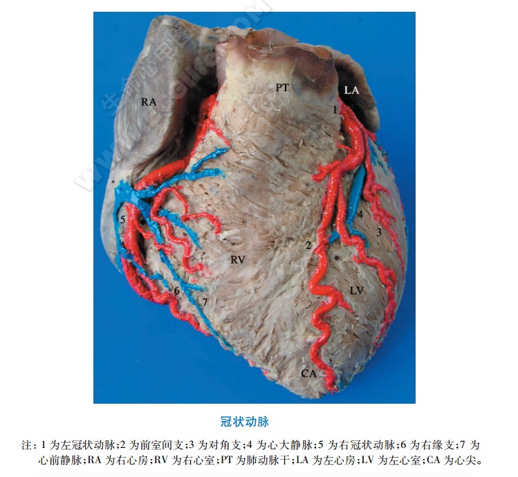 左冠状动脉结构分布