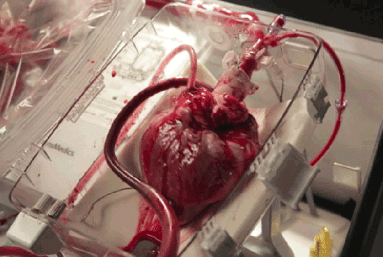 心脏的泵血功能