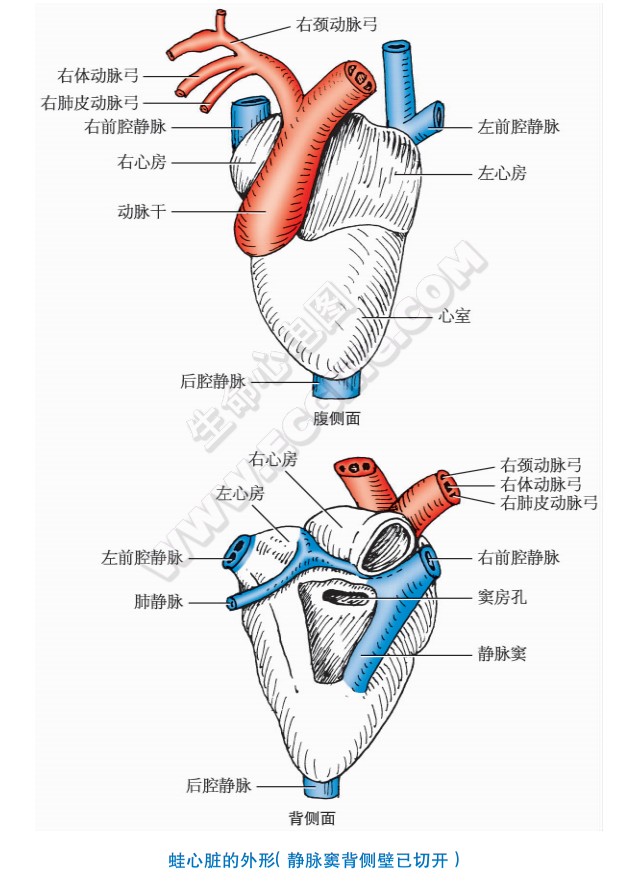 青蛙的心脏形状、结构