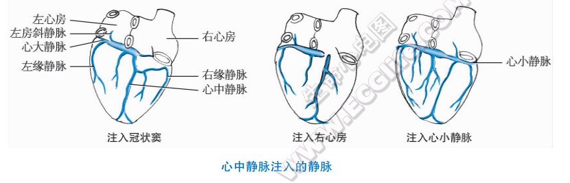 心中静脉注入的静脉组成结构图