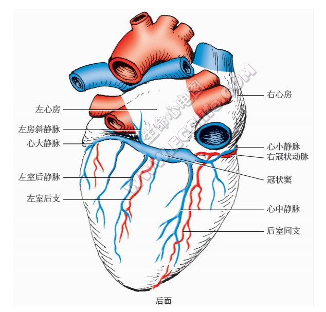 心脏血管组成分布图、外形图（后面）
