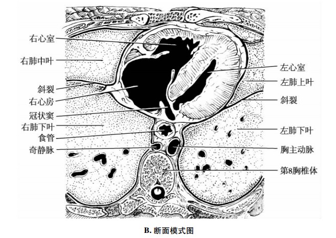 平第8胸椎体横断面示意图