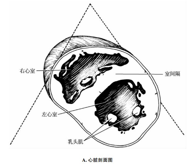 左心室乳头肌水平短轴切面、剖面图