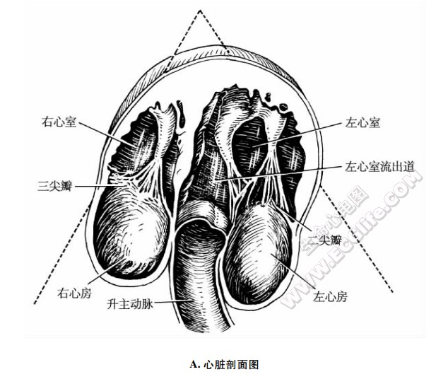 心尖四腔心与主动脉根部切面、心脏剖面图