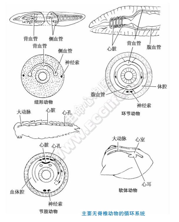 无脊椎动物的循环系统