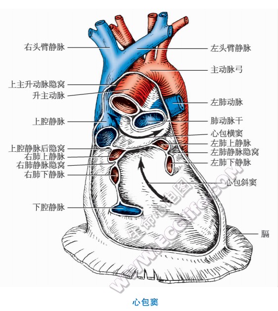 心包隐窝解剖图片