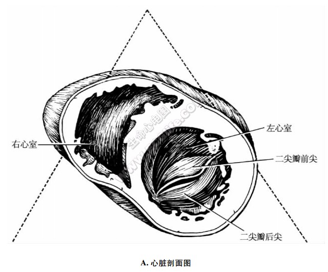 二尖瓣水平短轴切面、剖面图