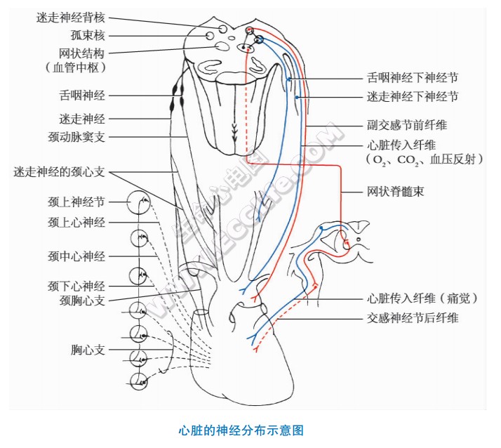 心脏的神经分布示意图