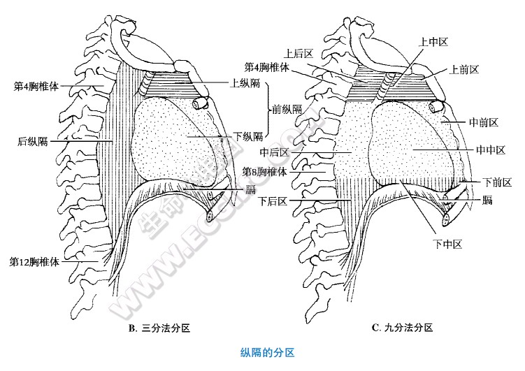 纵隔的分区