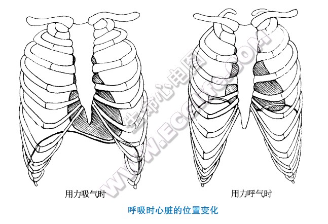 呼气和吸气是的心脏位置变化