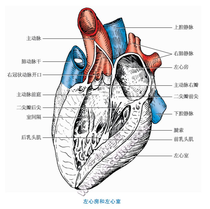 心脏左心房内部结构图