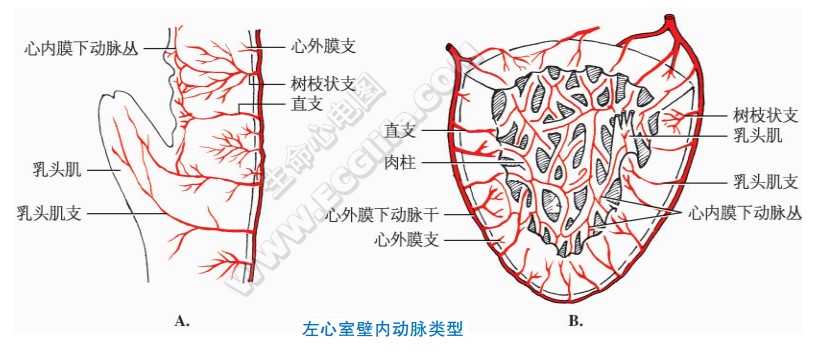 心室壁内动脉分布特点