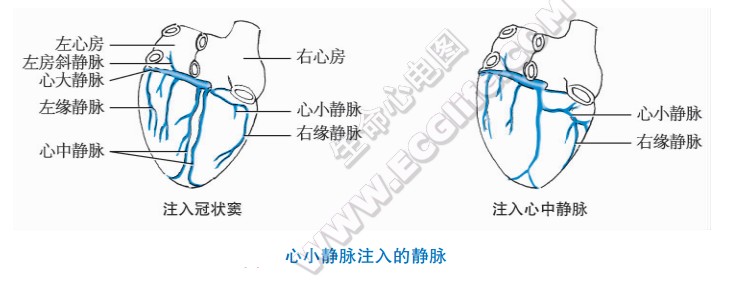 心小静脉注入的静脉组成结构图