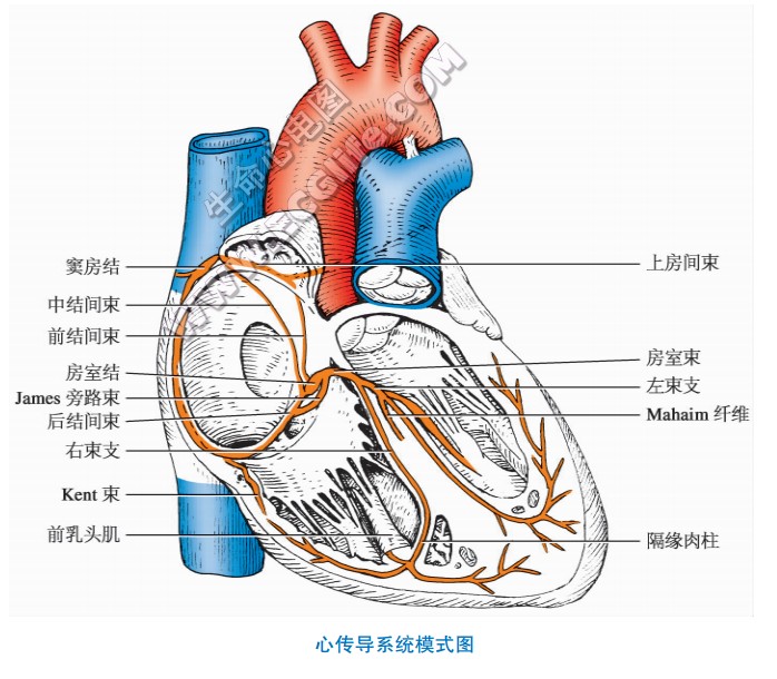 心传导系统模型图