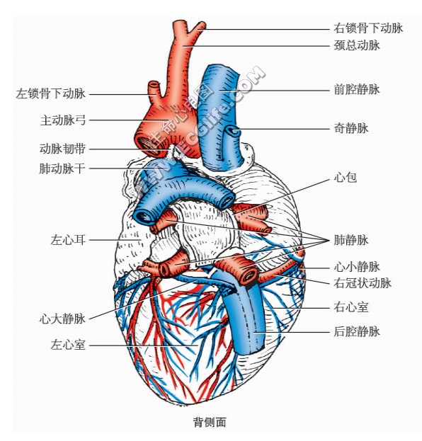 猫的心脏形状、结构图（背侧面）