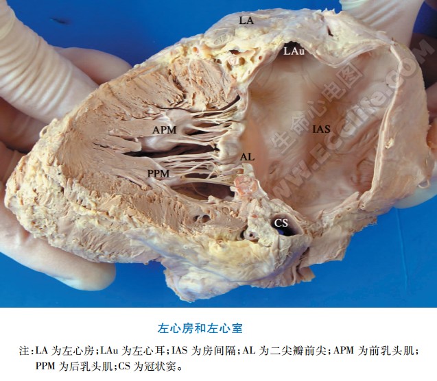 左心房：外形与结构