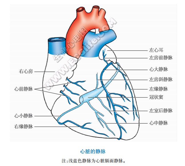 心脏的静脉分布图