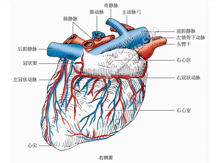 狗的心脏形状、结构图右侧面