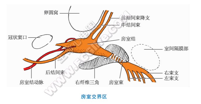 房室交界区