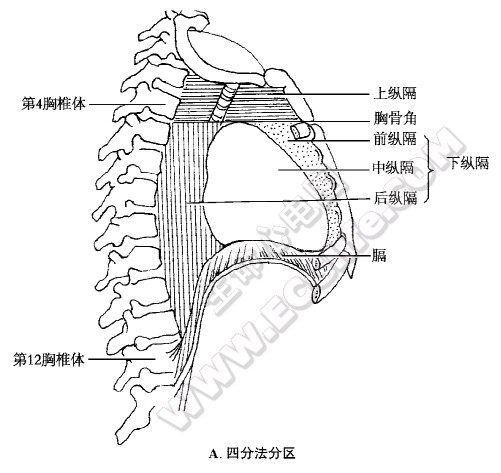 纵隔四分法分区