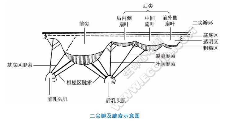 二尖瓣及腱索示意图