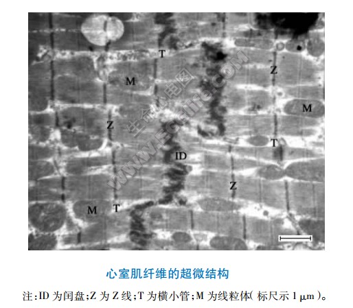 心室肌纤维的超微结构示意图