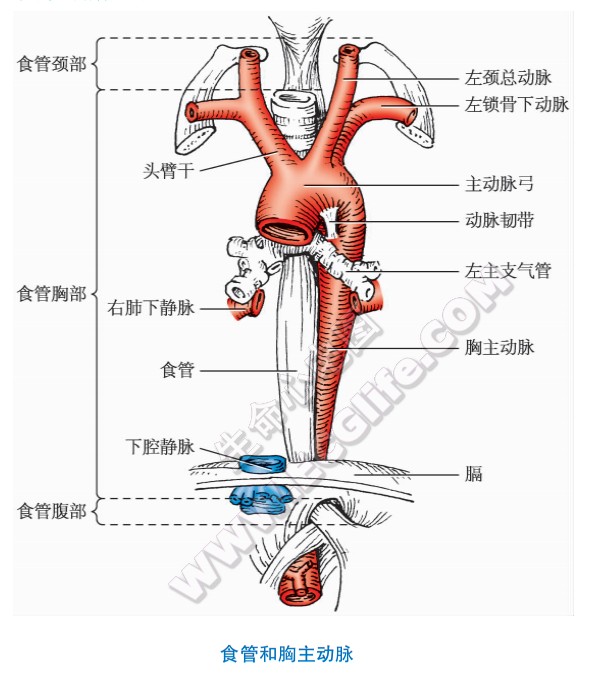 食管和胸主动脉