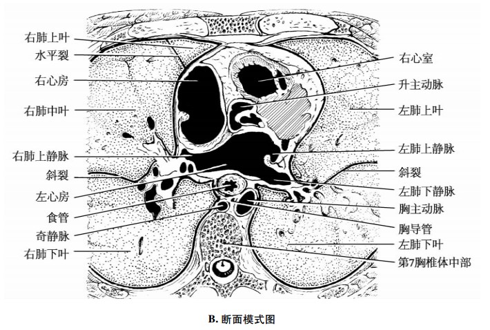 平第7胸椎体中部横断面示意图