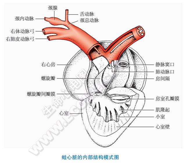 青蛙心脏的内部结构模式图