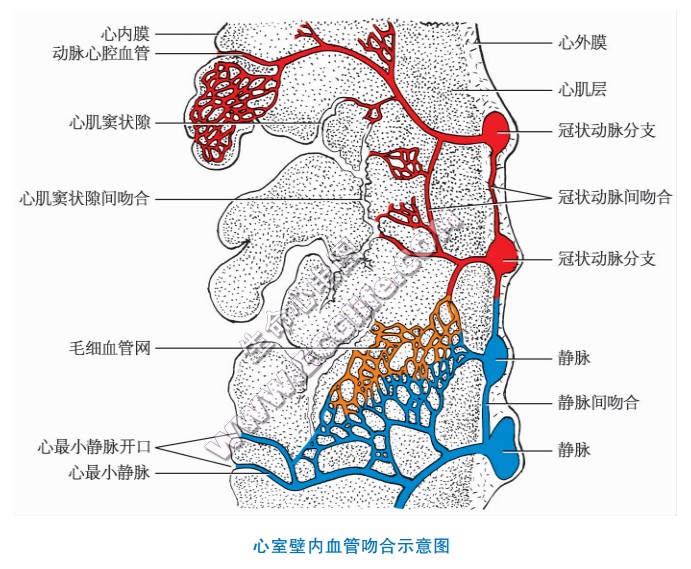 冠状动脉的侧支循环