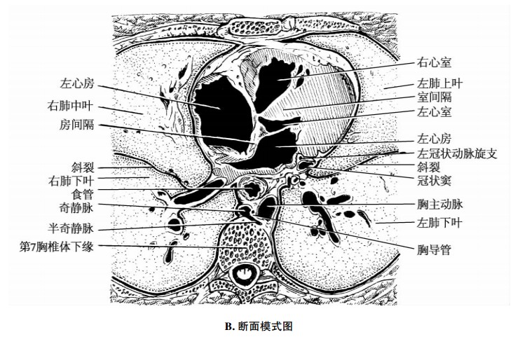 平第7胸椎体下缘横断面示意图