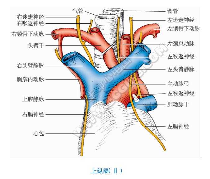 上纵隔